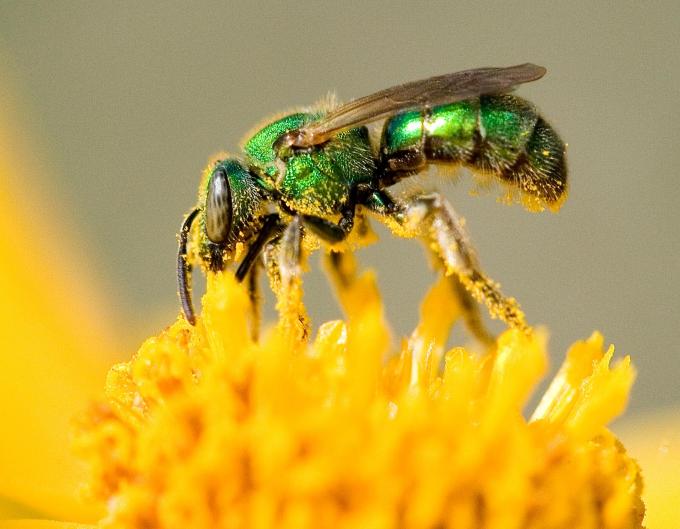 Image of Sweat Bee